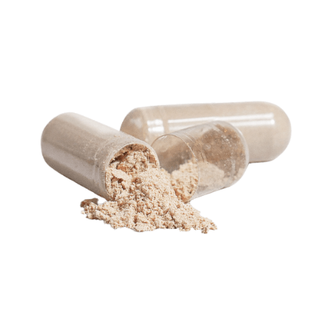 Lion’s Mane: Mental Clarity Protocol